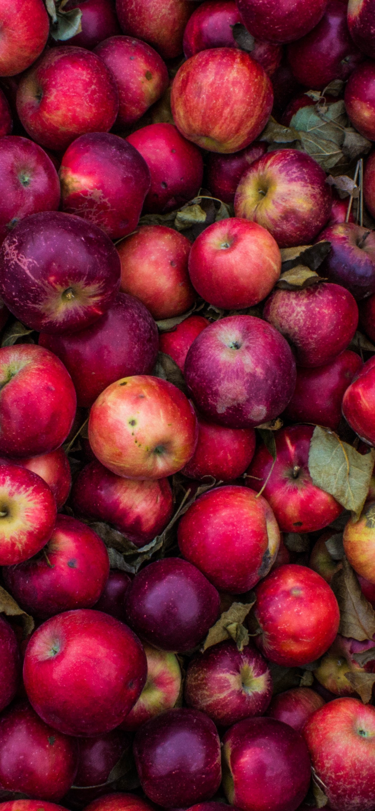 Rote Runde Früchte Auf Grünem Und Braunem Blumentextil. Wallpaper in 1242x2688 Resolution