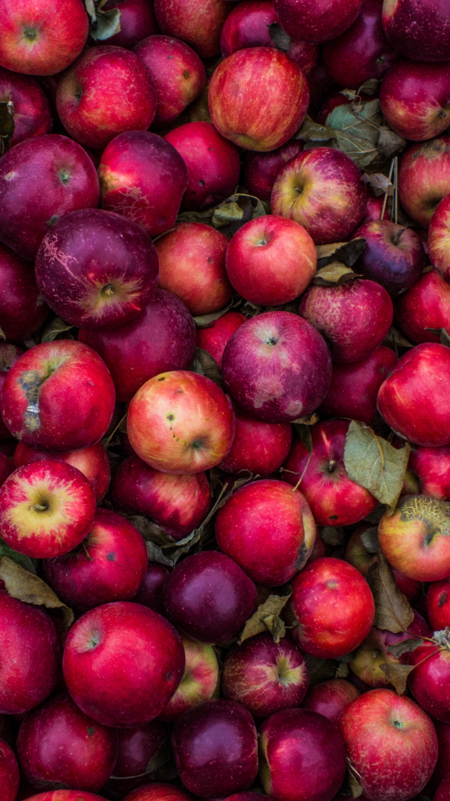 Rote Runde Früchte Auf Grünem Und Braunem Blumentextil. Wallpaper in 1440x2560 Resolution