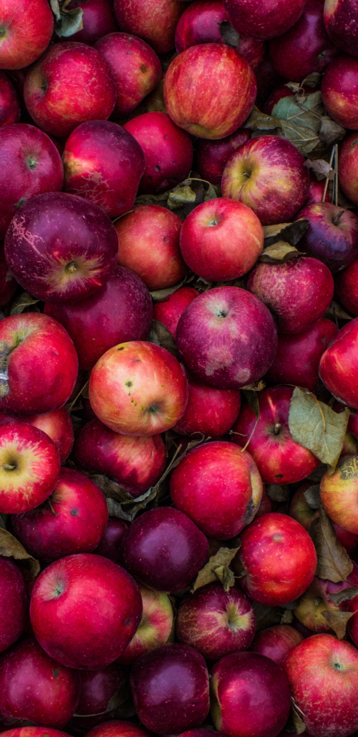Red Round Fruits on Green and Brown Floral Textile. Wallpaper in 1440x2960 Resolution