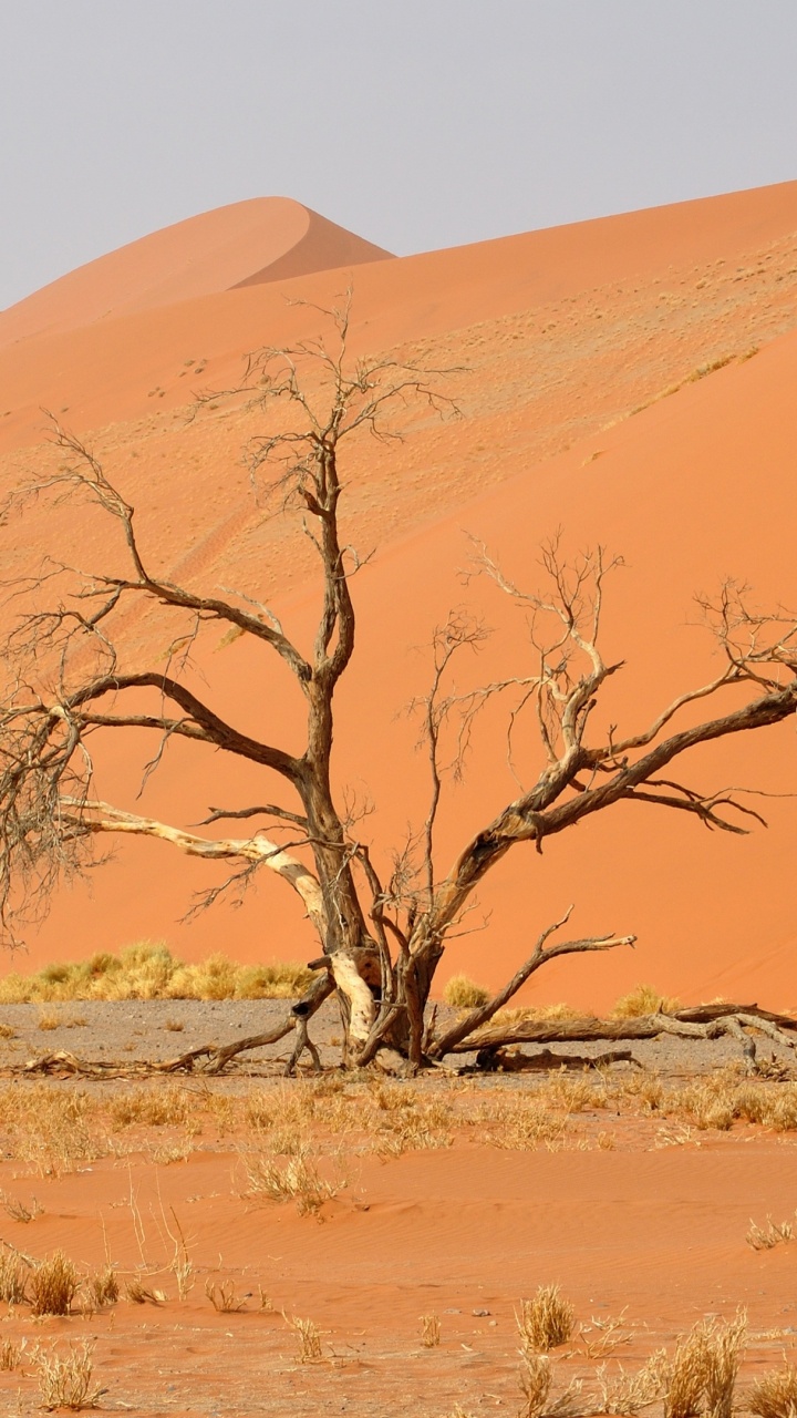 Leafless Tree on Brown Field During Daytime. Wallpaper in 720x1280 Resolution