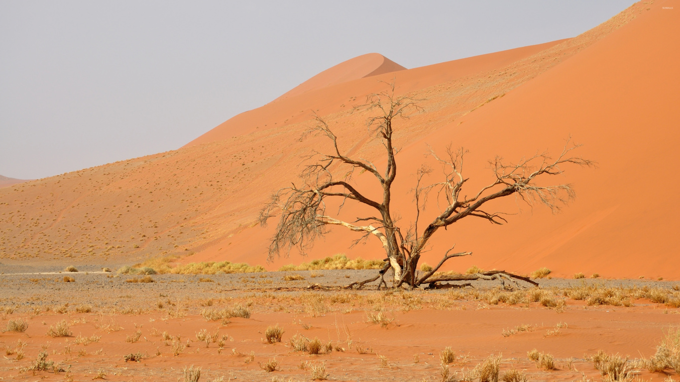 Árbol Sin Hojas en Campo Marrón Durante el Día. Wallpaper in 1366x768 Resolution