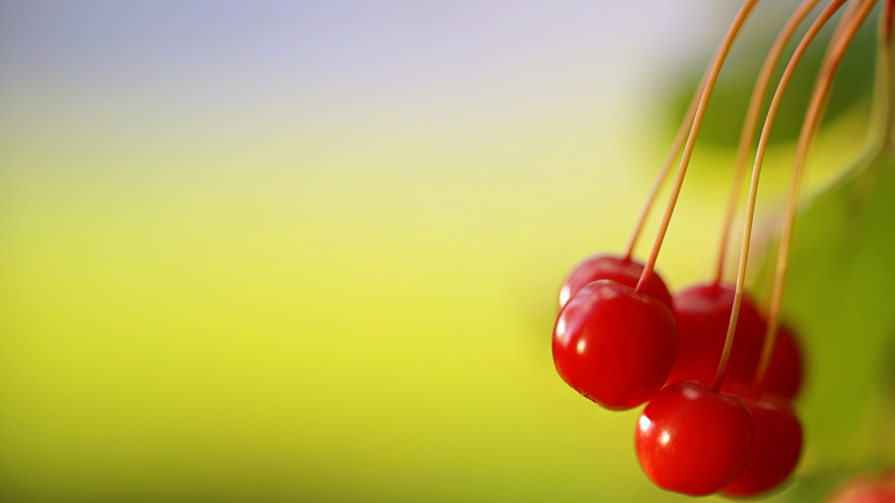 Red, Fruits, Macro, Ciel, Tige de la Plante. Wallpaper in 1280x720 Resolution