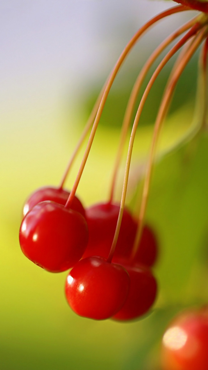 Red, Fruits, Macro, Ciel, Tige de la Plante. Wallpaper in 720x1280 Resolution