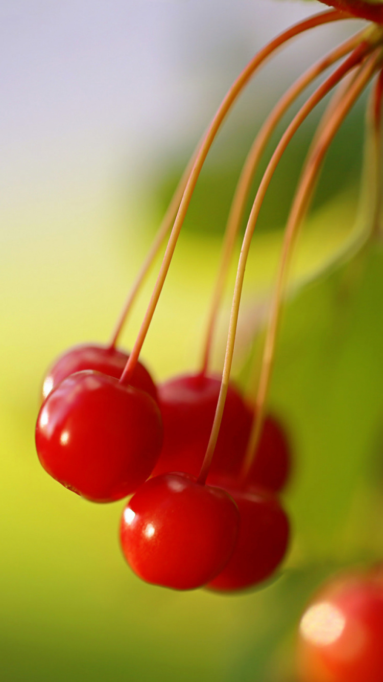 Red, Fruits, Macro, Ciel, Tige de la Plante. Wallpaper in 750x1334 Resolution