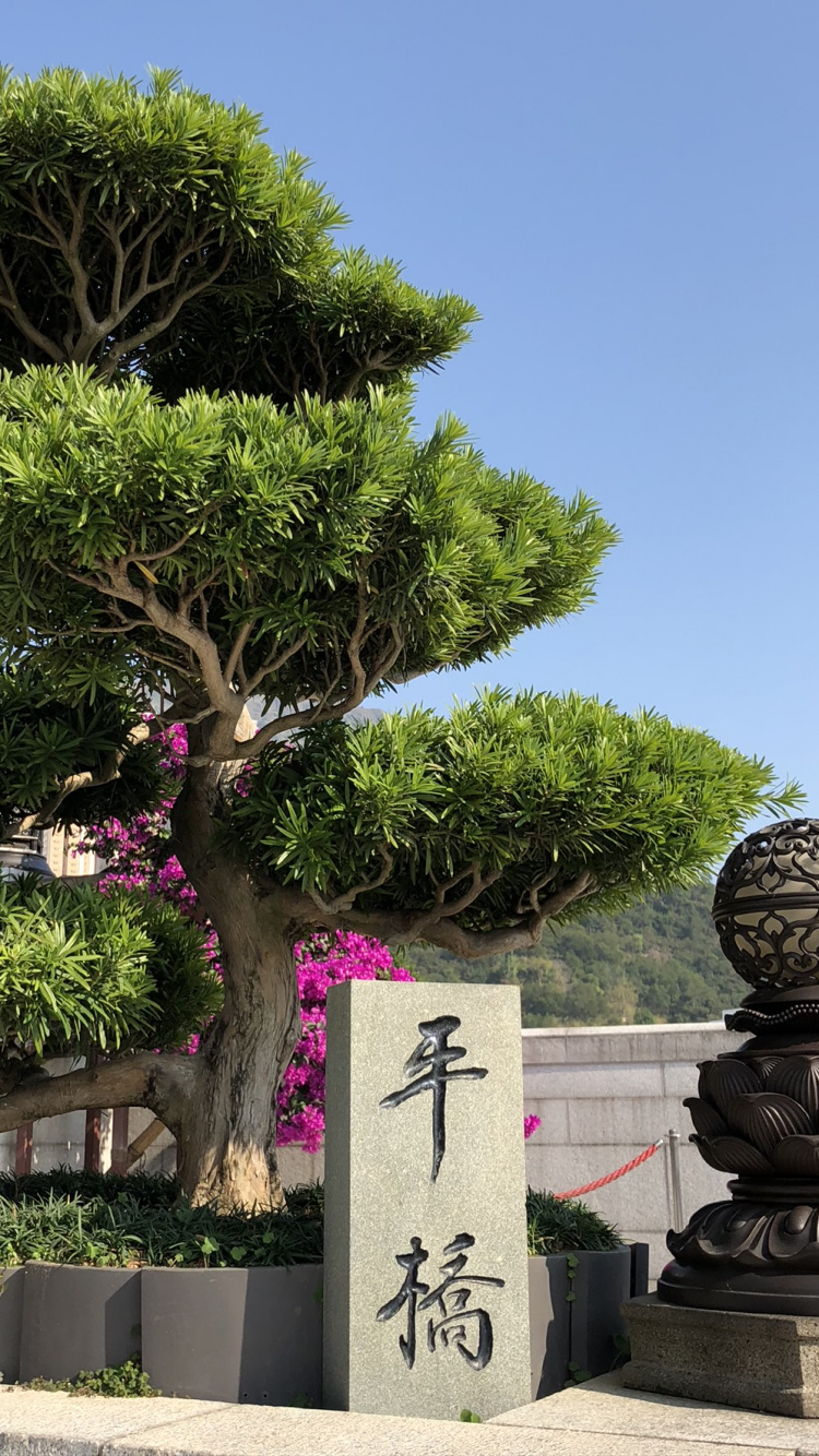 Hong Kong, Bonsaï, Plantes Ligneuses, Arbuste, Evergreen. Wallpaper in 750x1334 Resolution