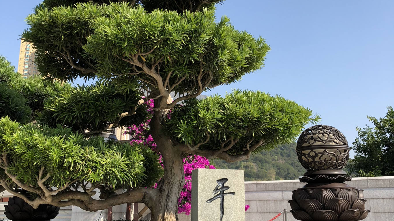 Hong Kong, Tree, Bonsai, Woody Plant, Shrub. Wallpaper in 1366x768 Resolution