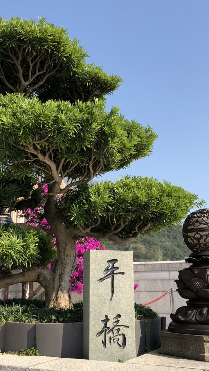 Hongkong, Baum, Bonsai, Woody Pflanze, Staude. Wallpaper in 720x1280 Resolution