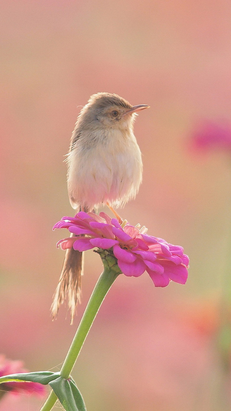 Brown and White Bird on Pink Flower. Wallpaper in 750x1334 Resolution