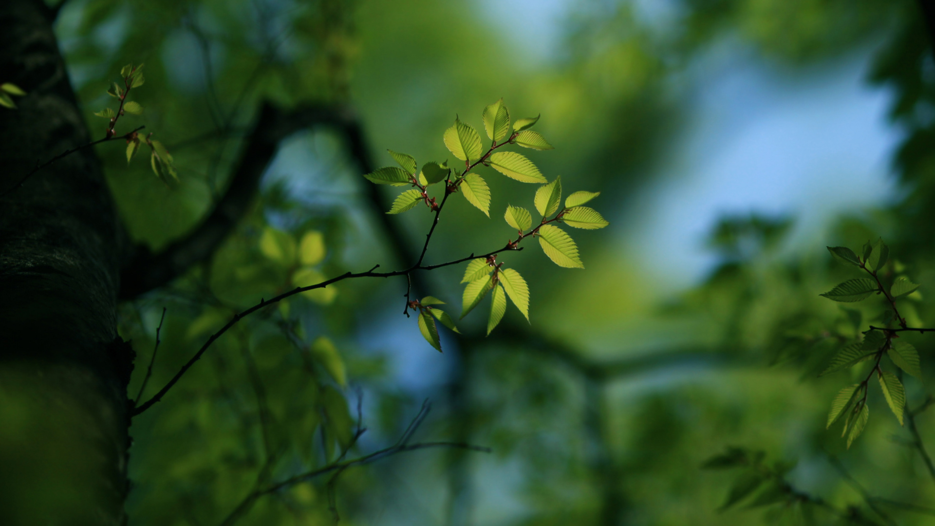 Feuilles Vertes Dans L'objectif à Basculement. Wallpaper in 1920x1080 Resolution