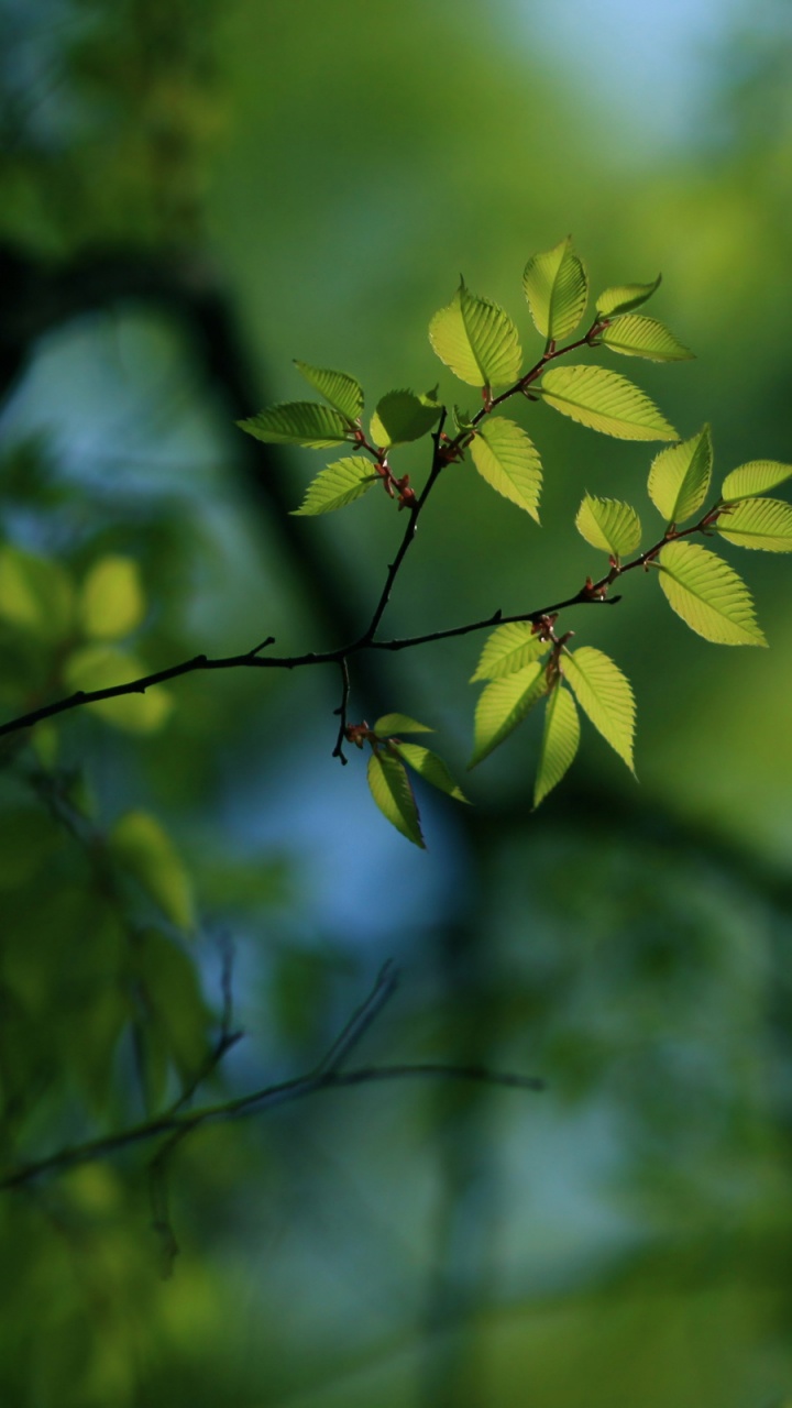 Feuilles Vertes Dans L'objectif à Basculement. Wallpaper in 720x1280 Resolution