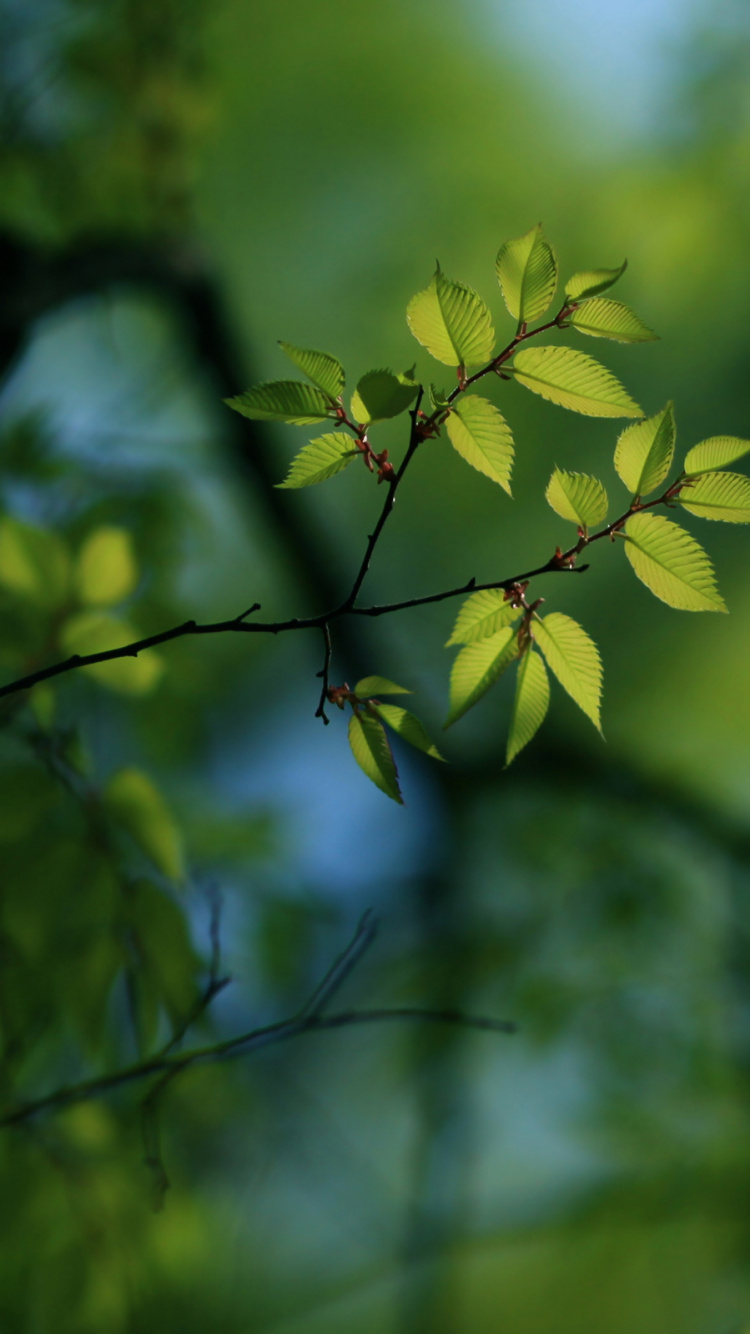 Feuilles Vertes Dans L'objectif à Basculement. Wallpaper in 750x1334 Resolution