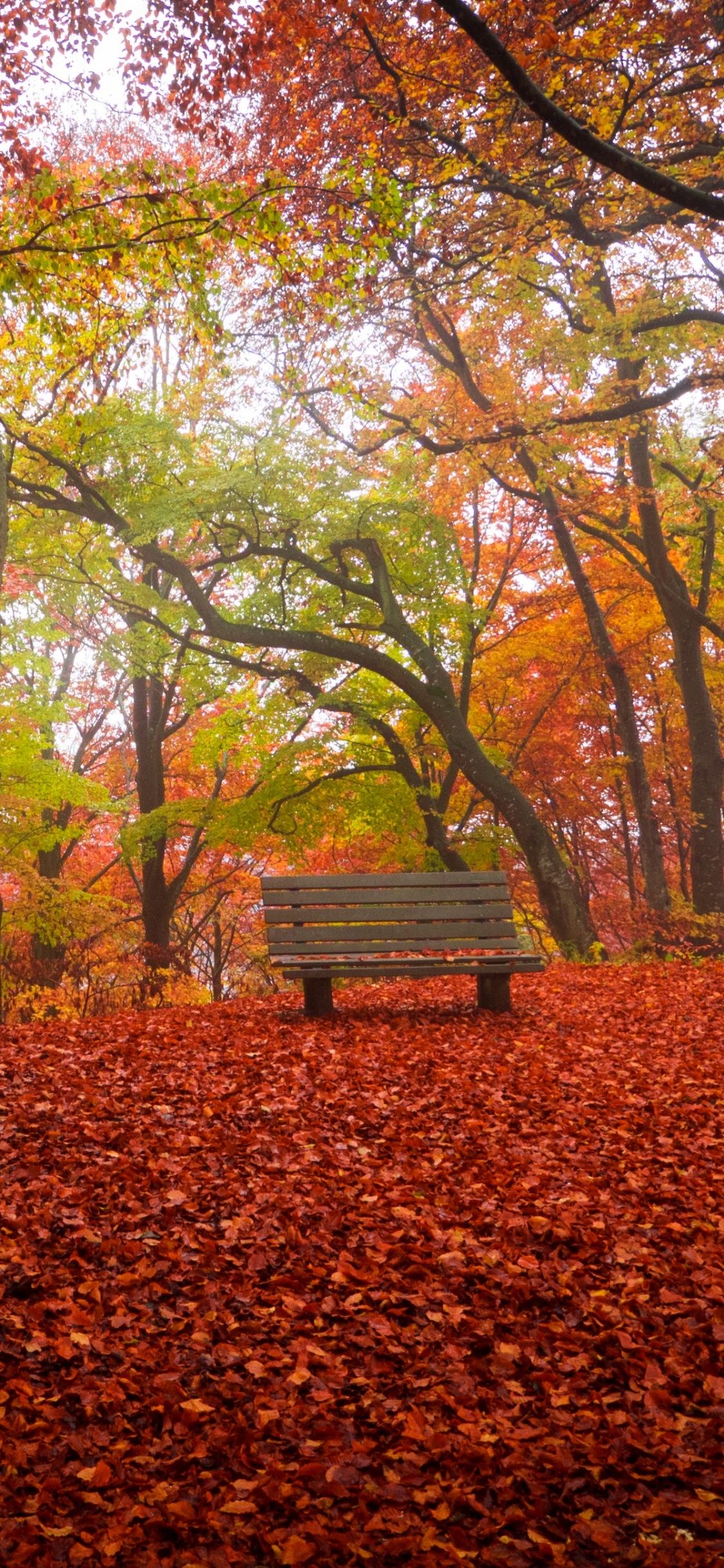 Banc en Bois Brun Sous Les Arbres de Feuilles Brunes. Wallpaper in 1125x2436 Resolution