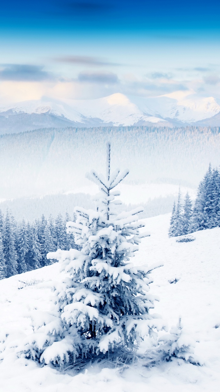 Pins et Montagnes Couverts de Neige Pendant la Journée. Wallpaper in 720x1280 Resolution