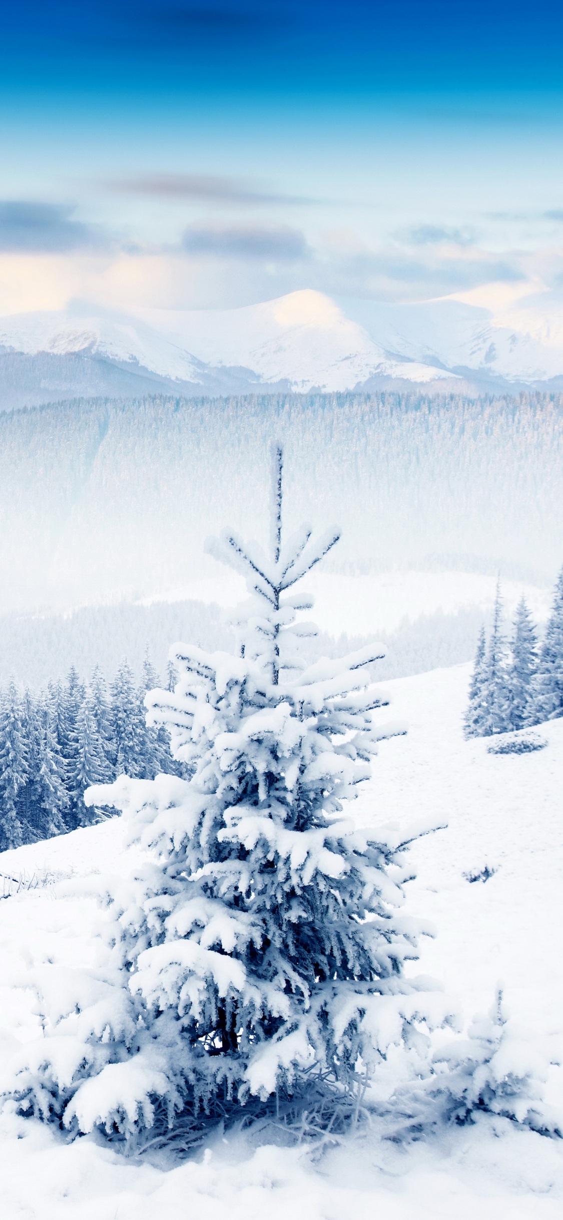 Pinos Cubiertos de Nieve y Montañas Durante el Día. Wallpaper in 1125x2436 Resolution