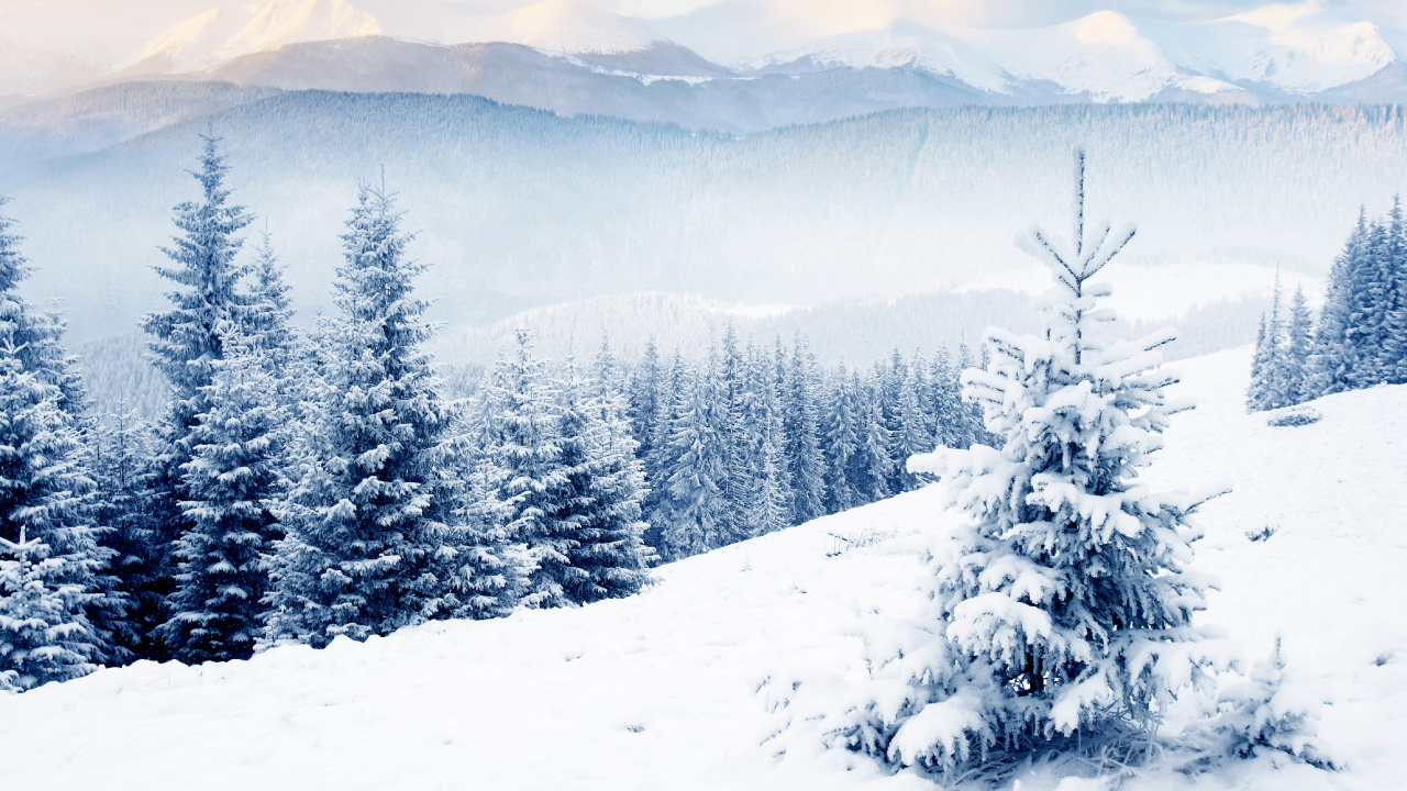 Pinos Cubiertos de Nieve y Montañas Durante el Día. Wallpaper in 1280x720 Resolution