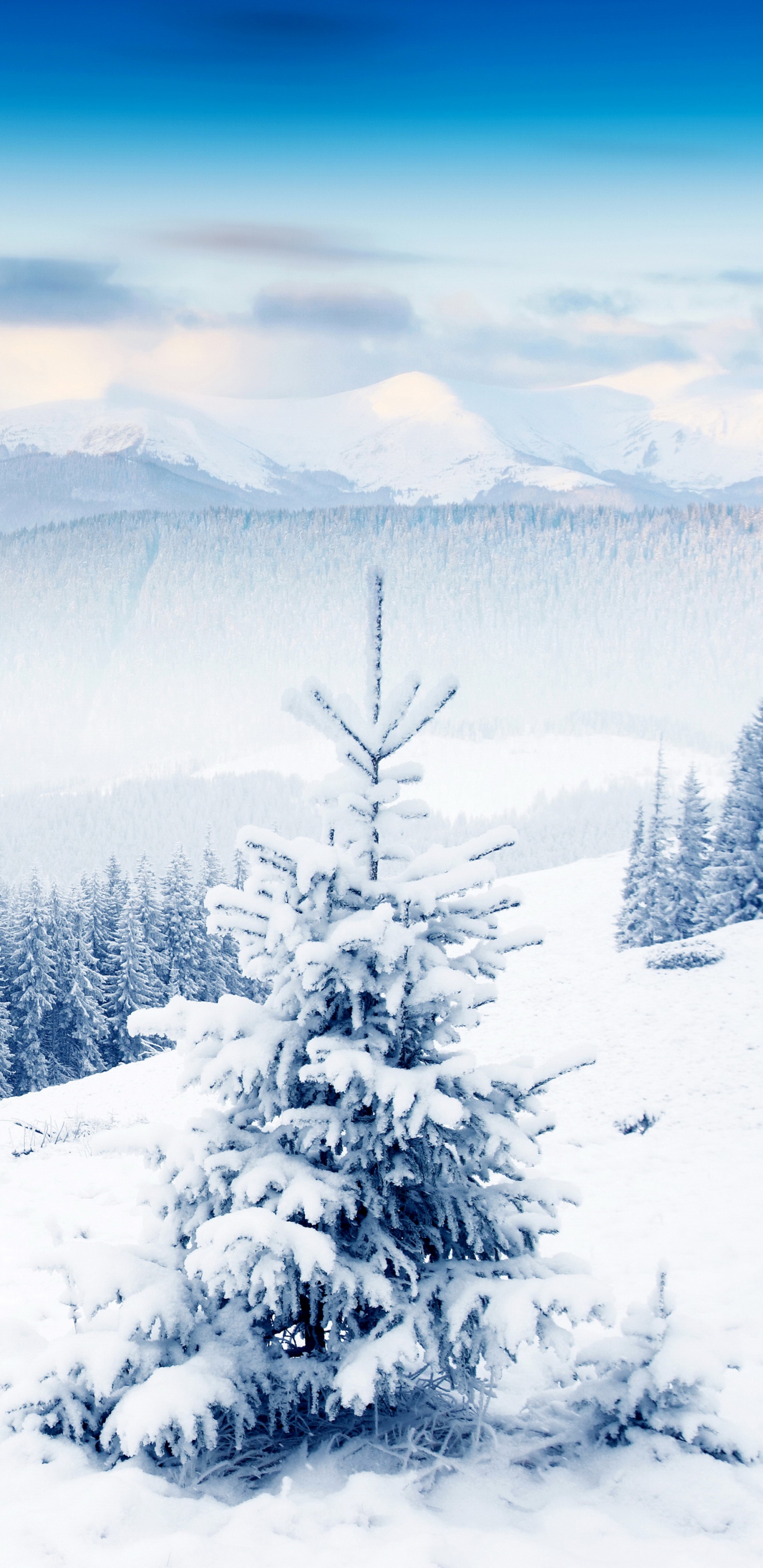 Schneebedeckte Kiefern Und Berge Tagsüber. Wallpaper in 1440x2960 Resolution