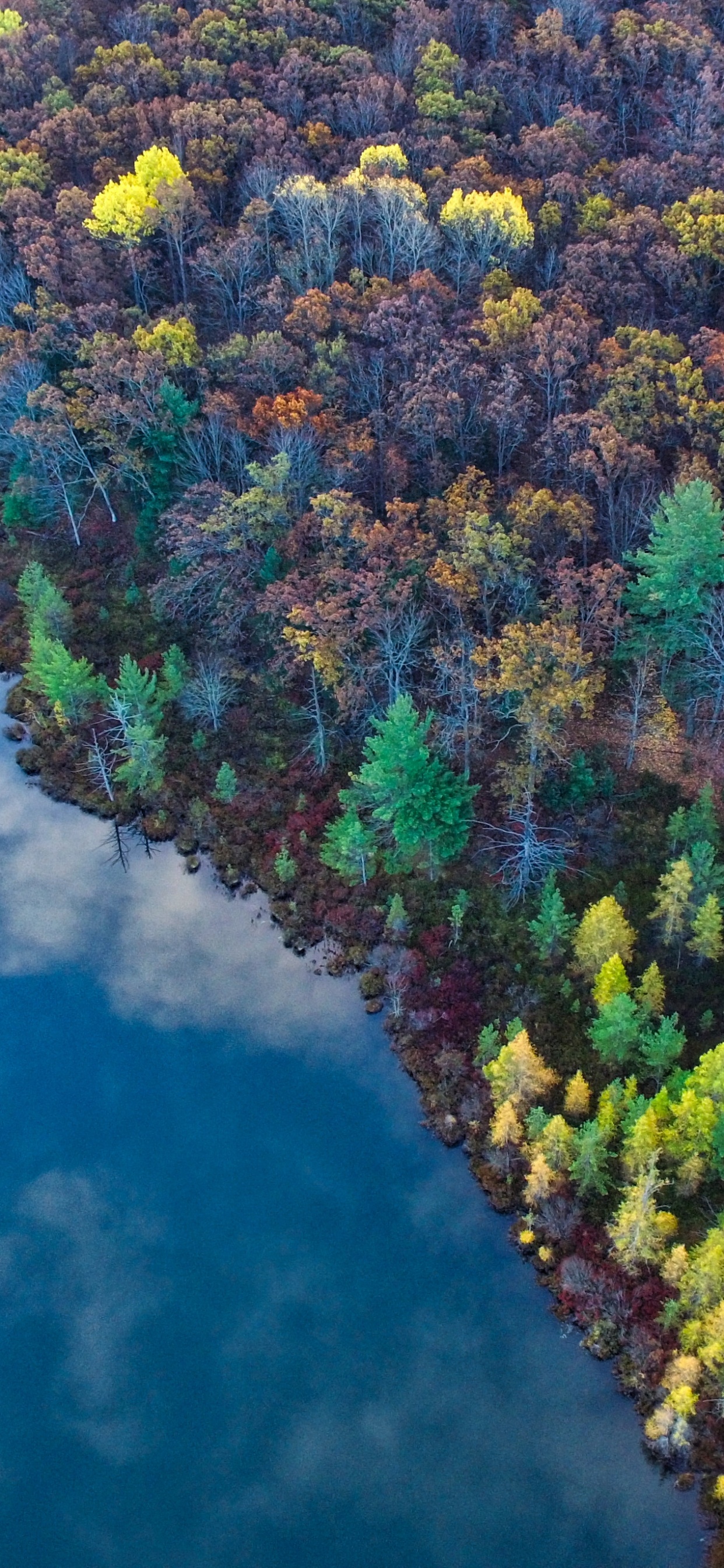 Nature, Vegetation, Water, Biome, River. Wallpaper in 1242x2688 Resolution