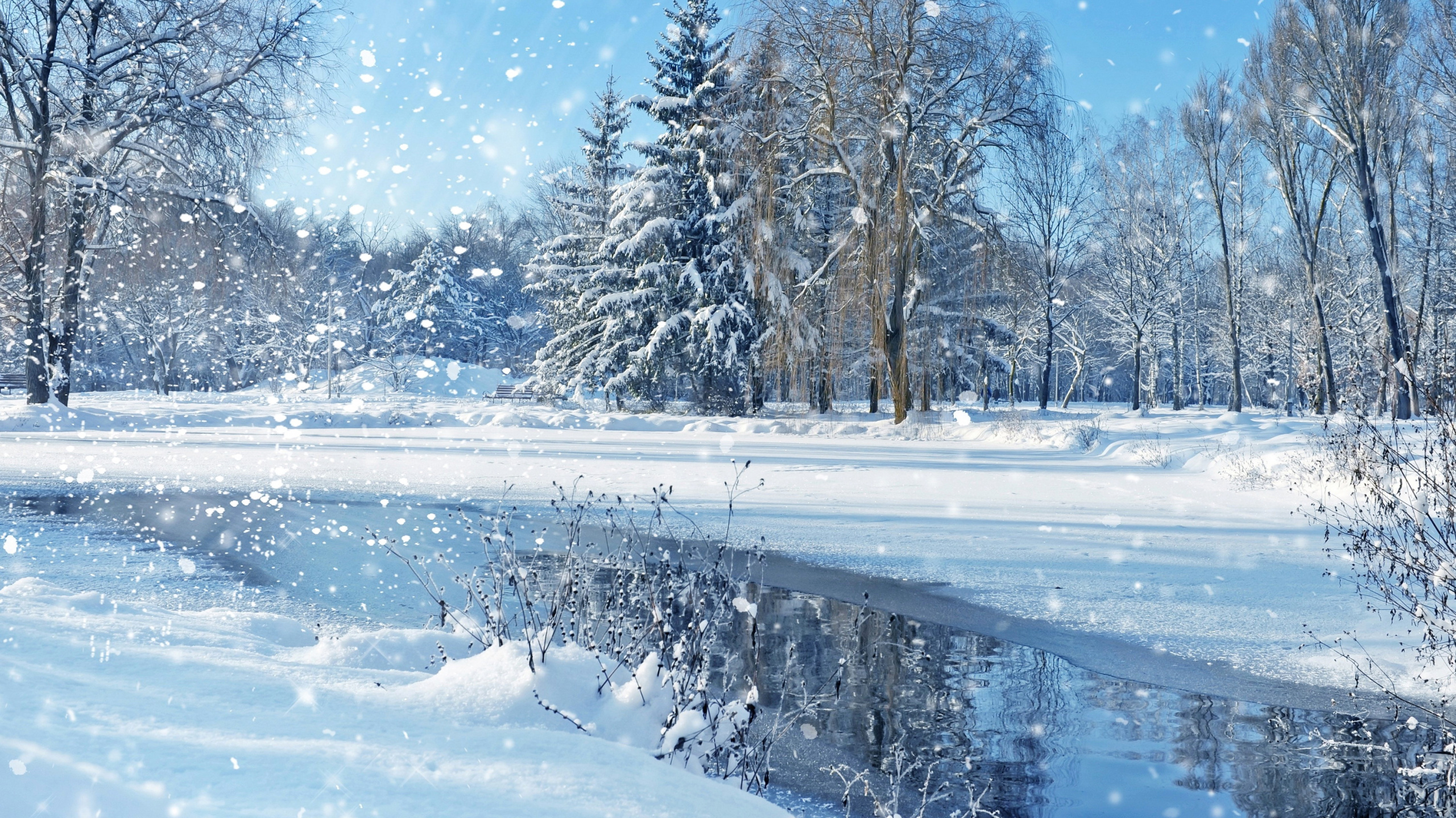 Schneebedeckte Bäume Tagsüber. Wallpaper in 2560x1440 Resolution