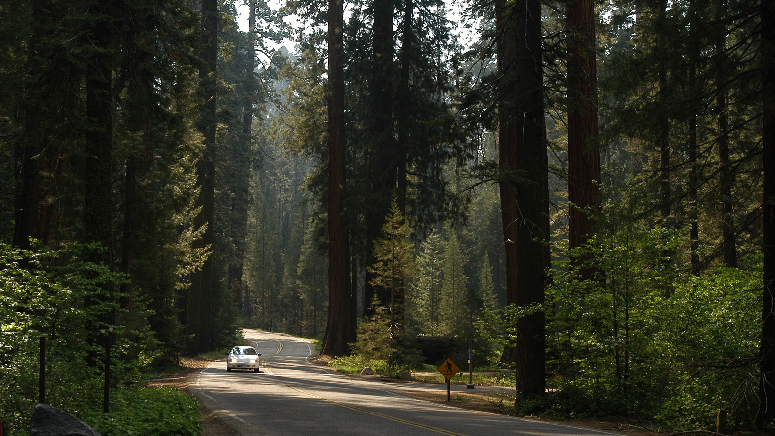 White Car on Road Between Trees During Daytime. Wallpaper in 2560x1440 Resolution