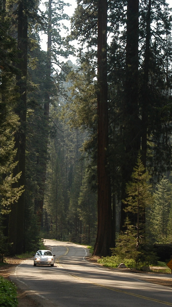 White Car on Road Between Trees During Daytime. Wallpaper in 720x1280 Resolution