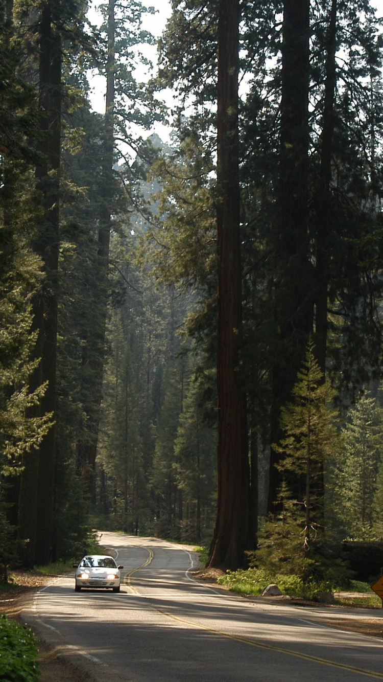 White Car on Road Between Trees During Daytime. Wallpaper in 750x1334 Resolution