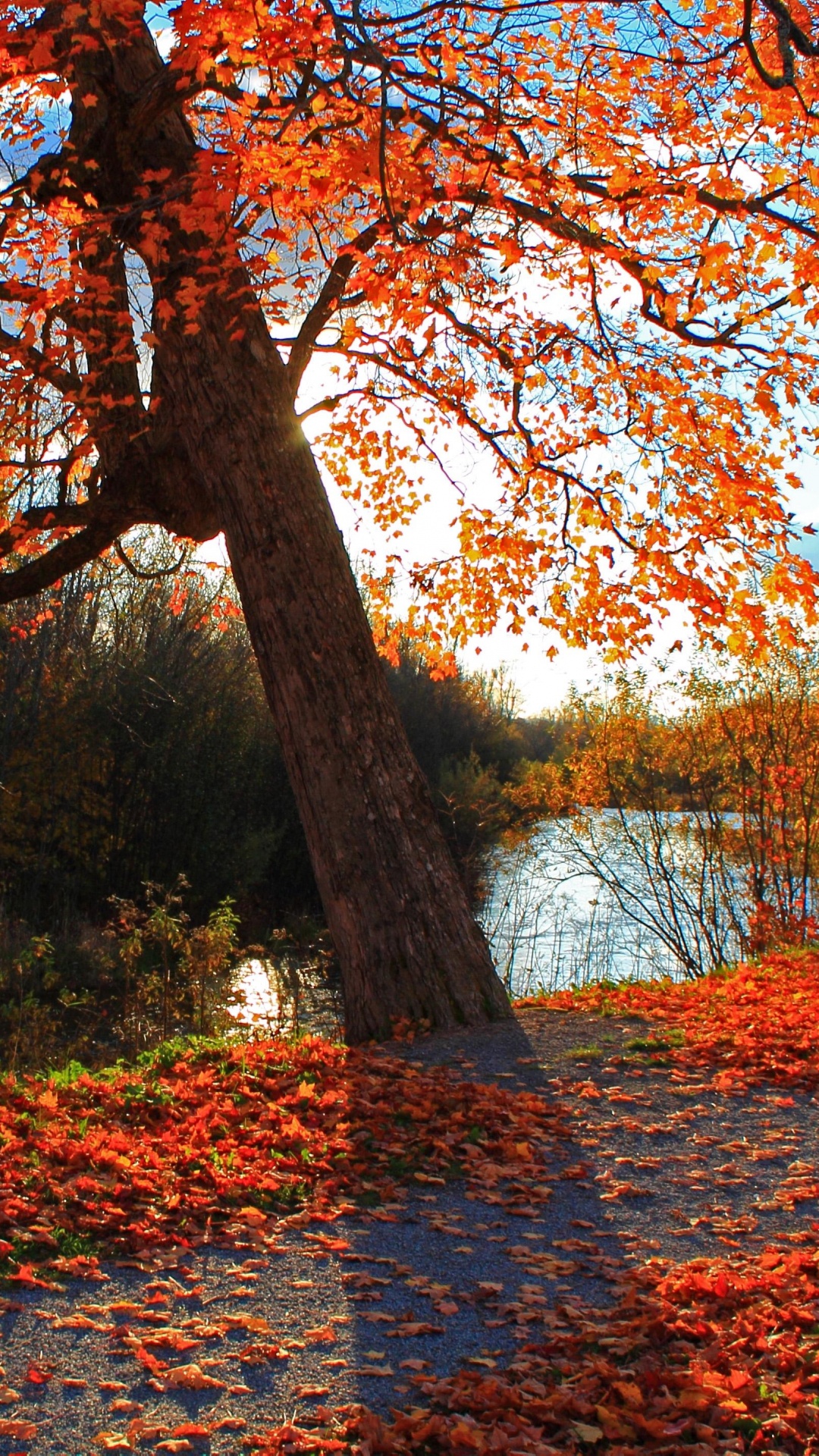 Feuilles Brunes et Rouges au Sol. Wallpaper in 1080x1920 Resolution