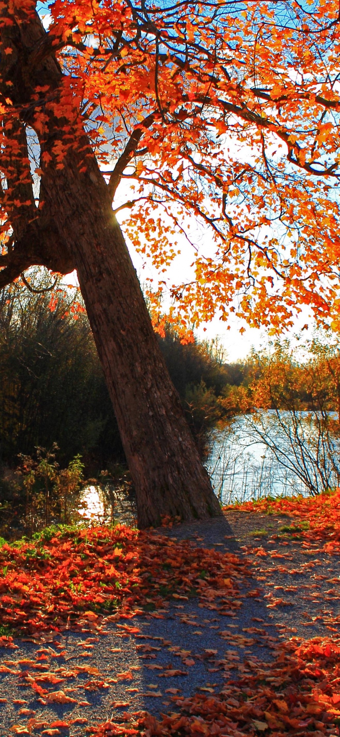 Feuilles Brunes et Rouges au Sol. Wallpaper in 1125x2436 Resolution