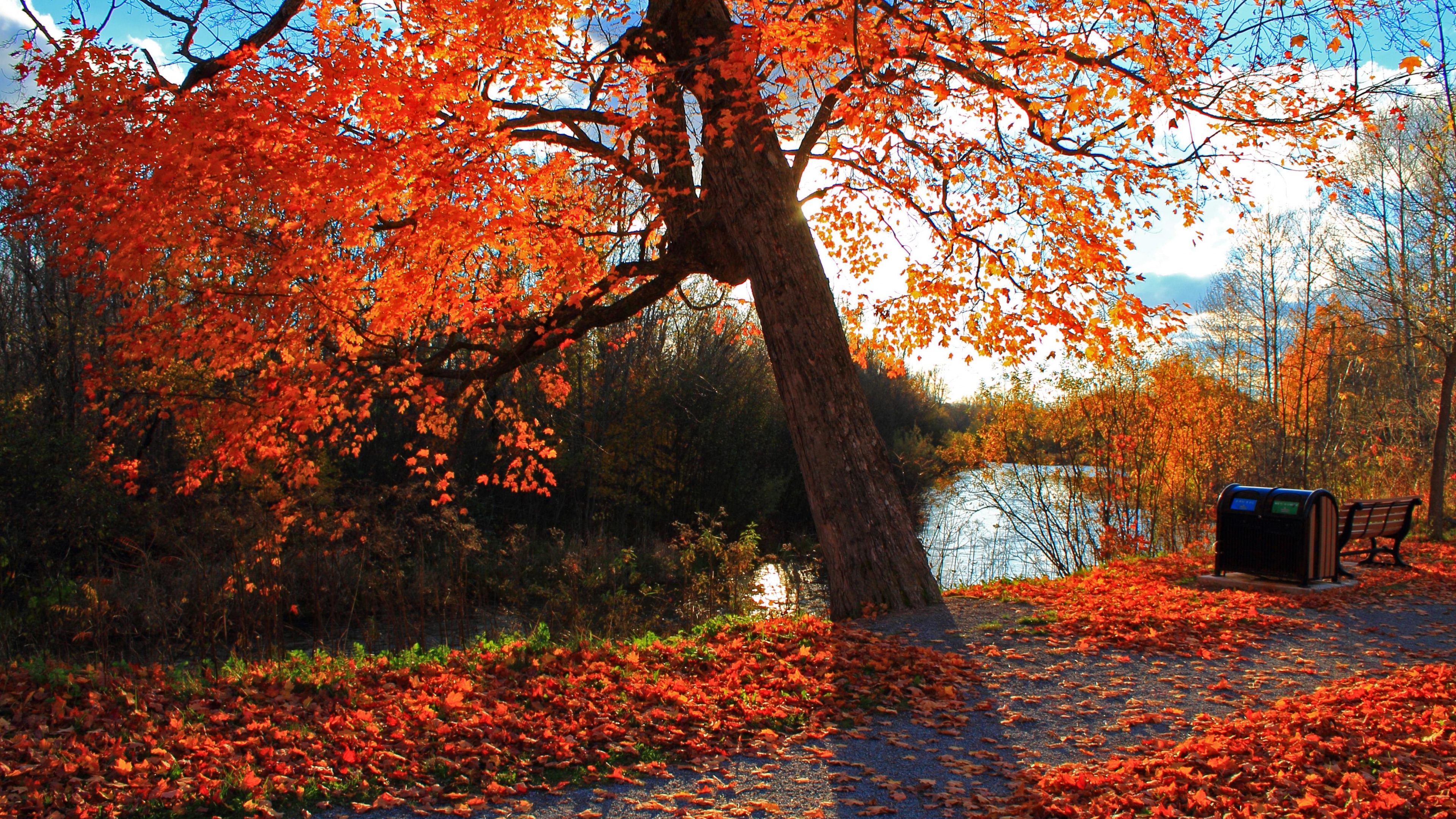 Feuilles Brunes et Rouges au Sol. Wallpaper in 3840x2160 Resolution