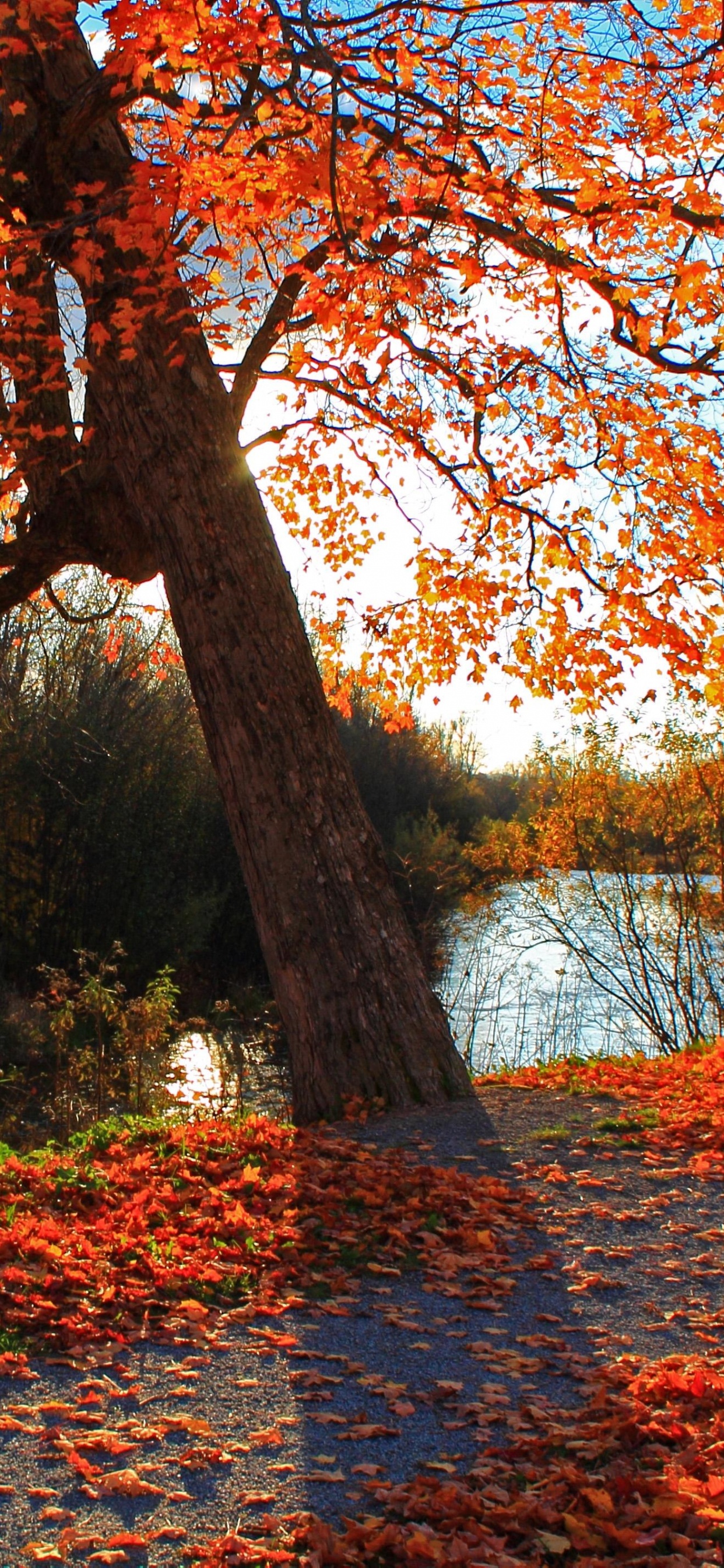 Hojas Marrones y Rojas en el Suelo. Wallpaper in 1242x2688 Resolution