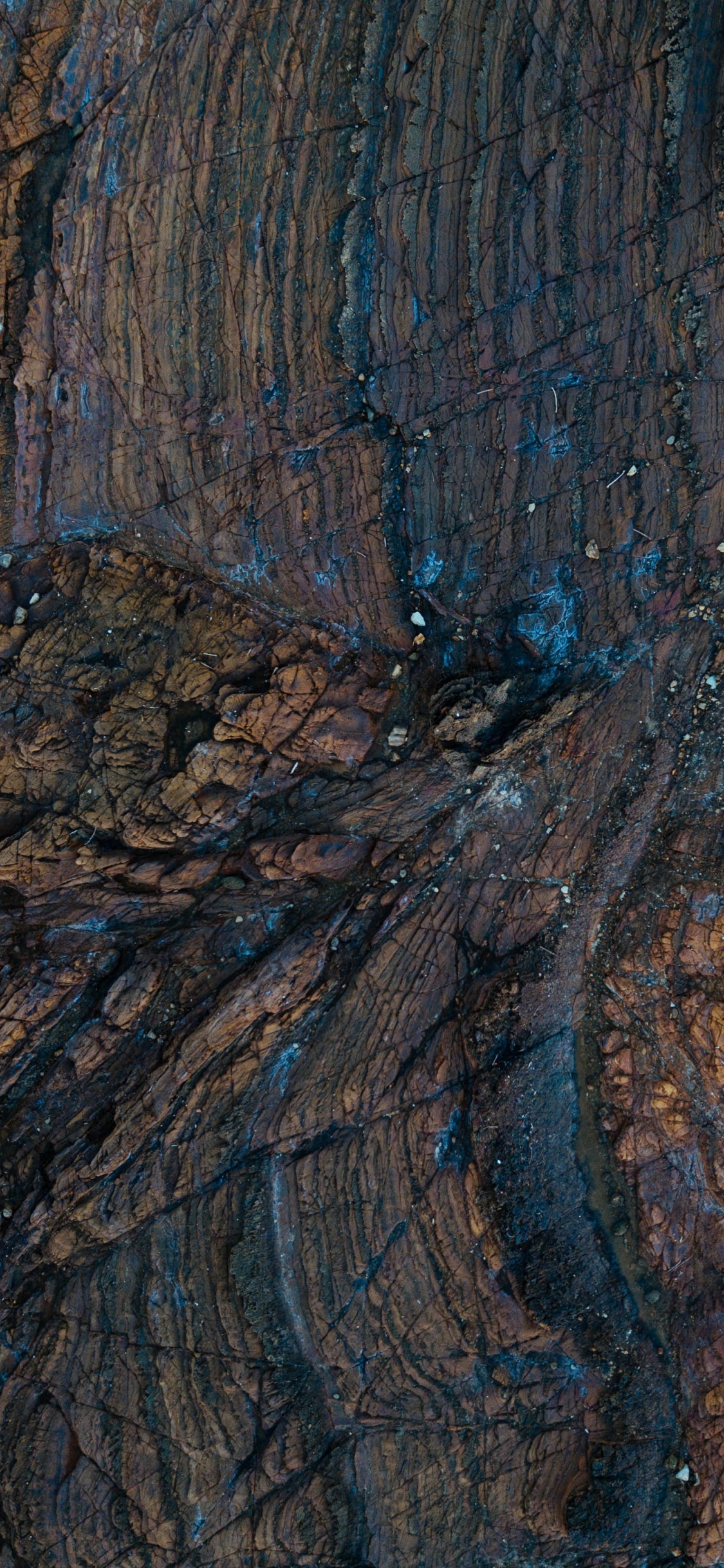 Tronc D'arbre Marron et Noir. Wallpaper in 1125x2436 Resolution