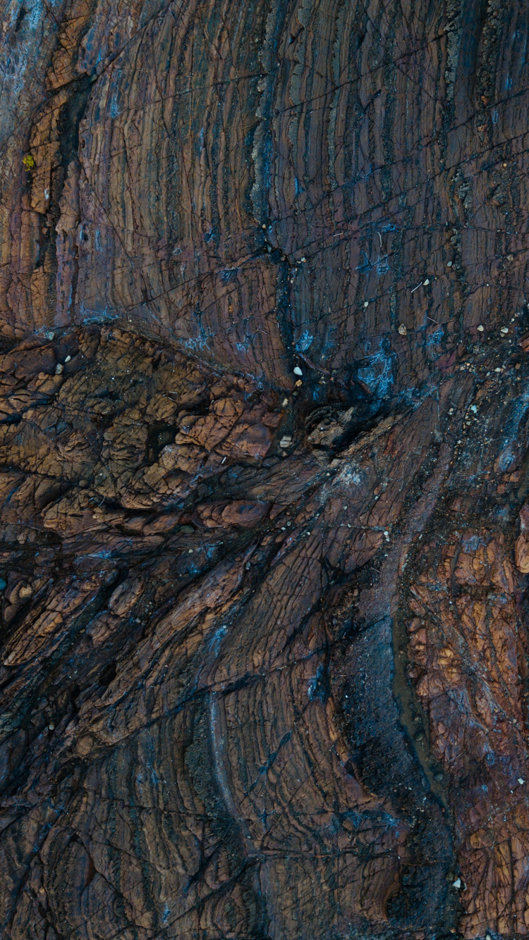 Tronc D'arbre Marron et Noir. Wallpaper in 750x1334 Resolution