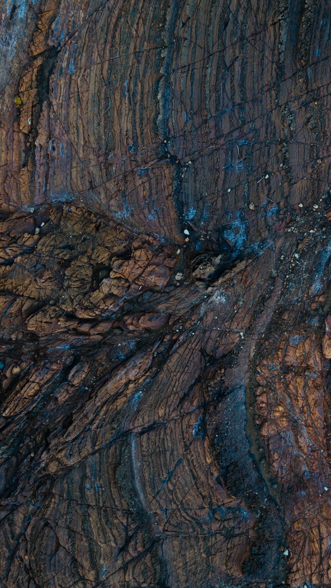 Brown and Black Tree Trunk. Wallpaper in 1080x1920 Resolution