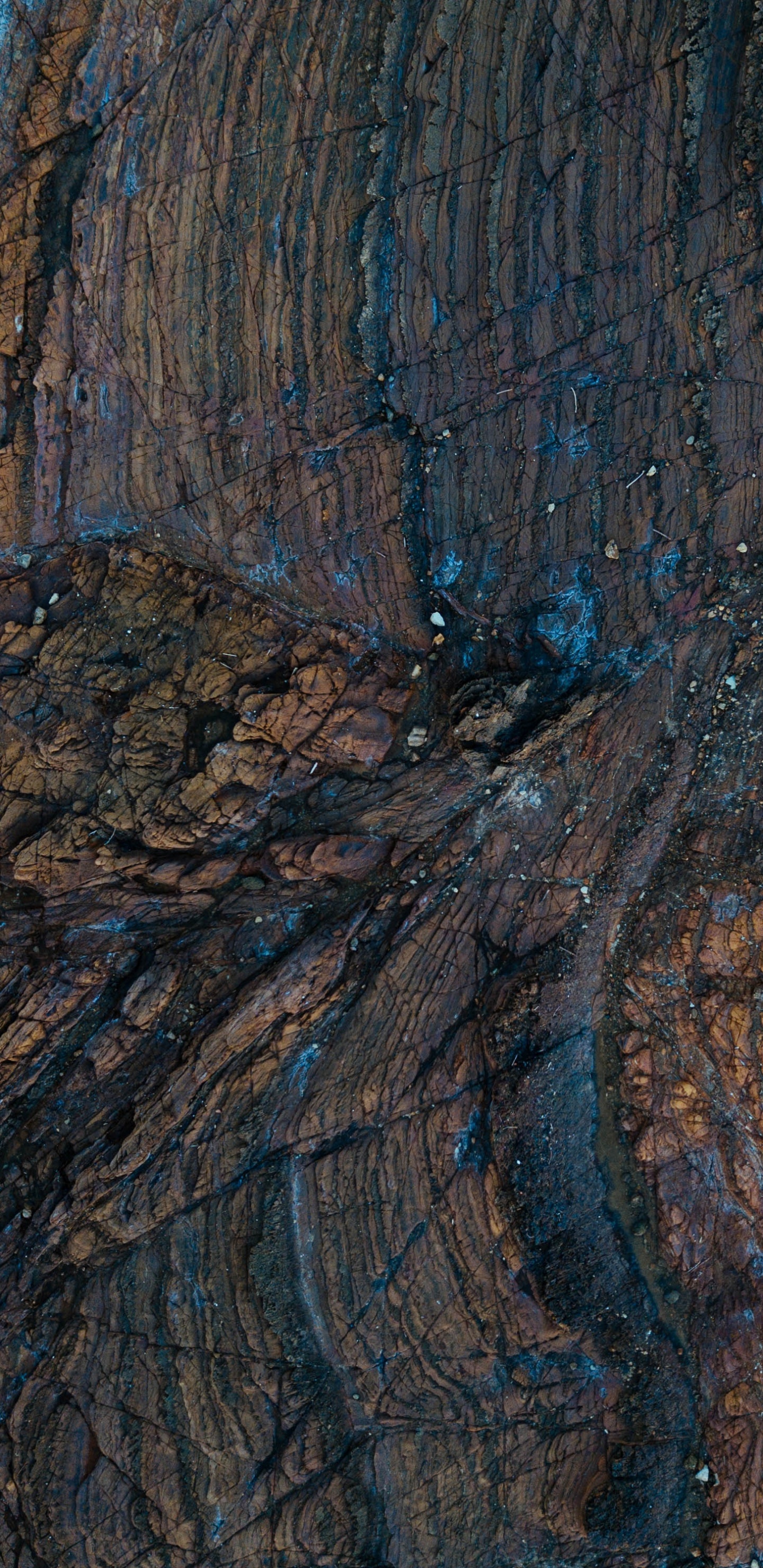 Brown and Black Tree Trunk. Wallpaper in 1440x2960 Resolution