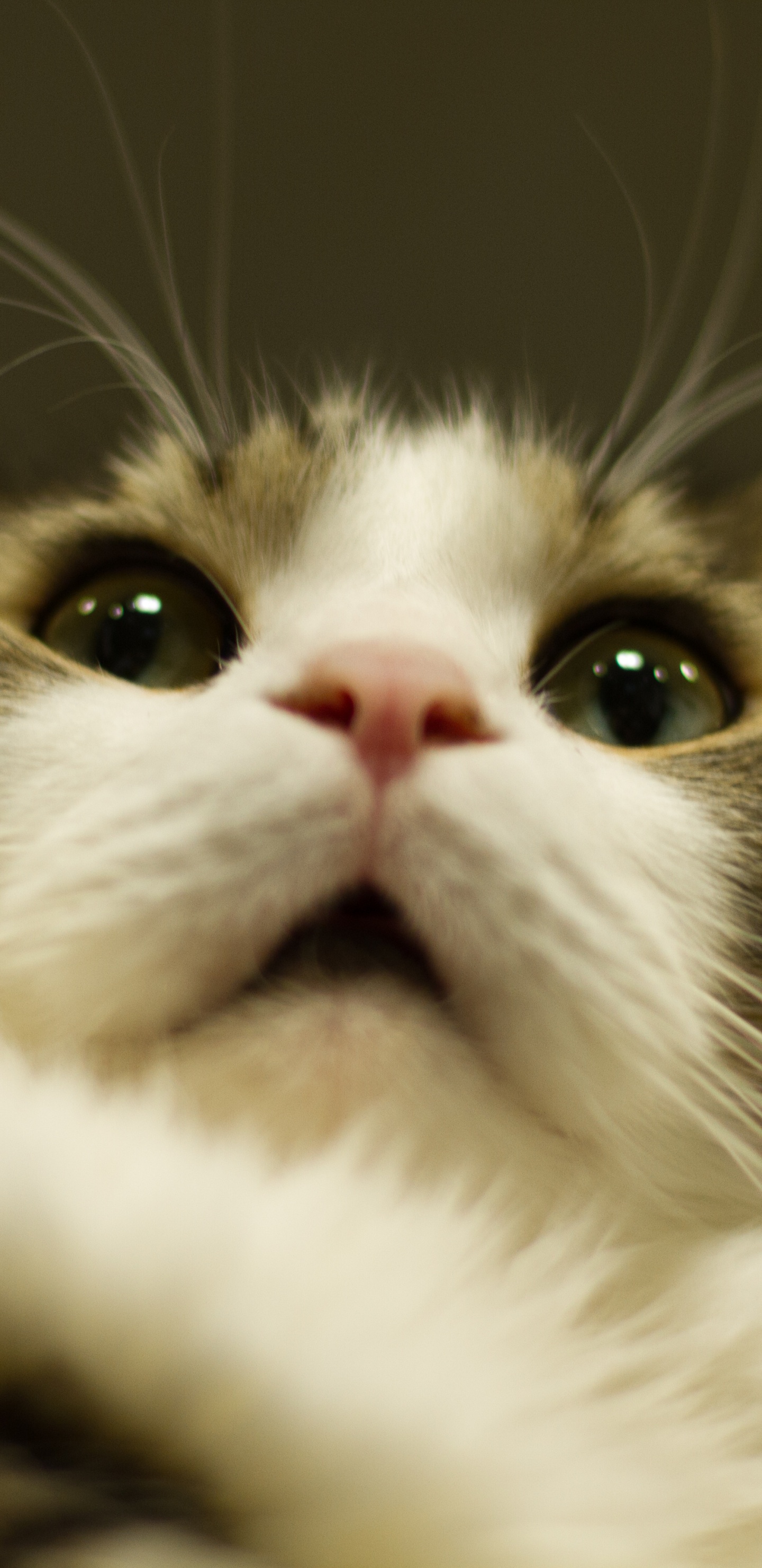 Chat Blanc et Brun en Gros Plan. Wallpaper in 1440x2960 Resolution