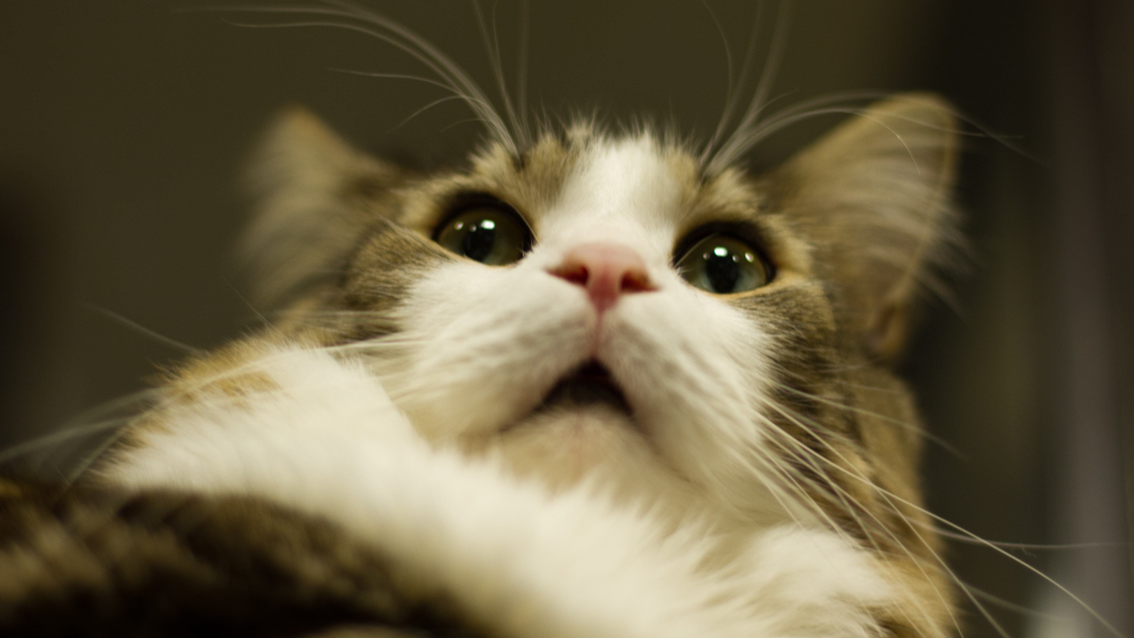 Chat Blanc et Brun en Gros Plan. Wallpaper in 3840x2160 Resolution