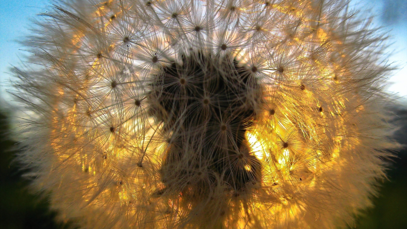White Dandelion in Close up Photography. Wallpaper in 1366x768 Resolution
