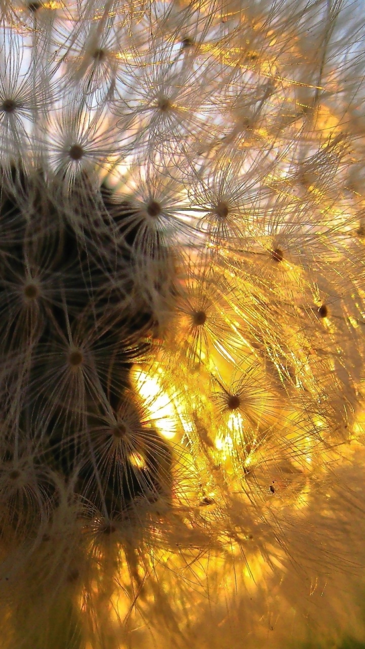 White Dandelion in Close up Photography. Wallpaper in 720x1280 Resolution