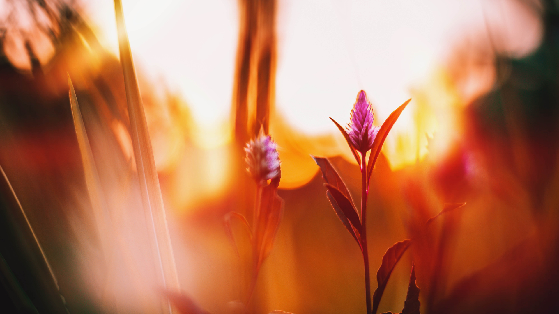 Rote Blume in Tilt-Shift-Linse. Wallpaper in 1920x1080 Resolution