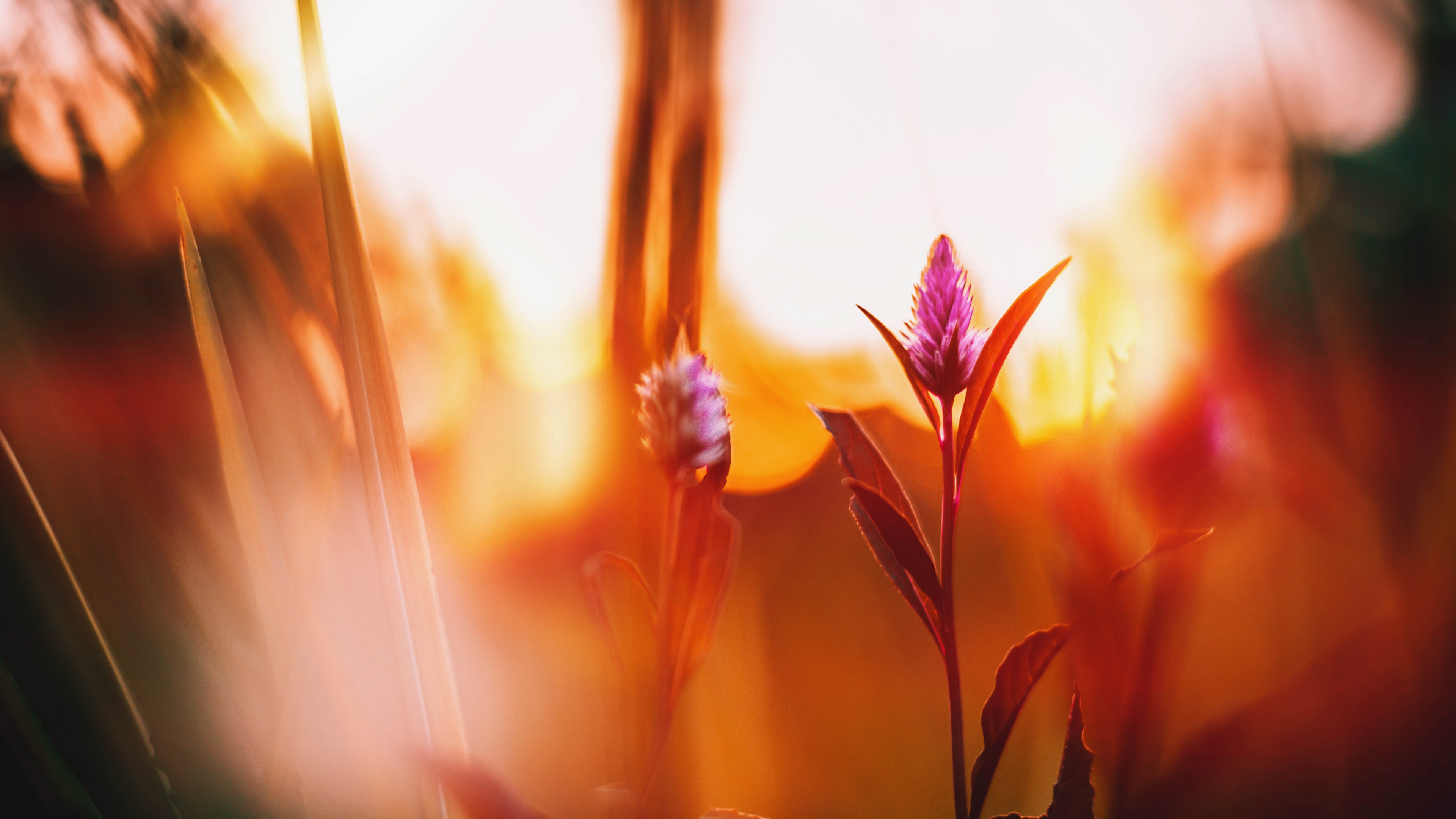Rote Blume in Tilt-Shift-Linse. Wallpaper in 3840x2160 Resolution