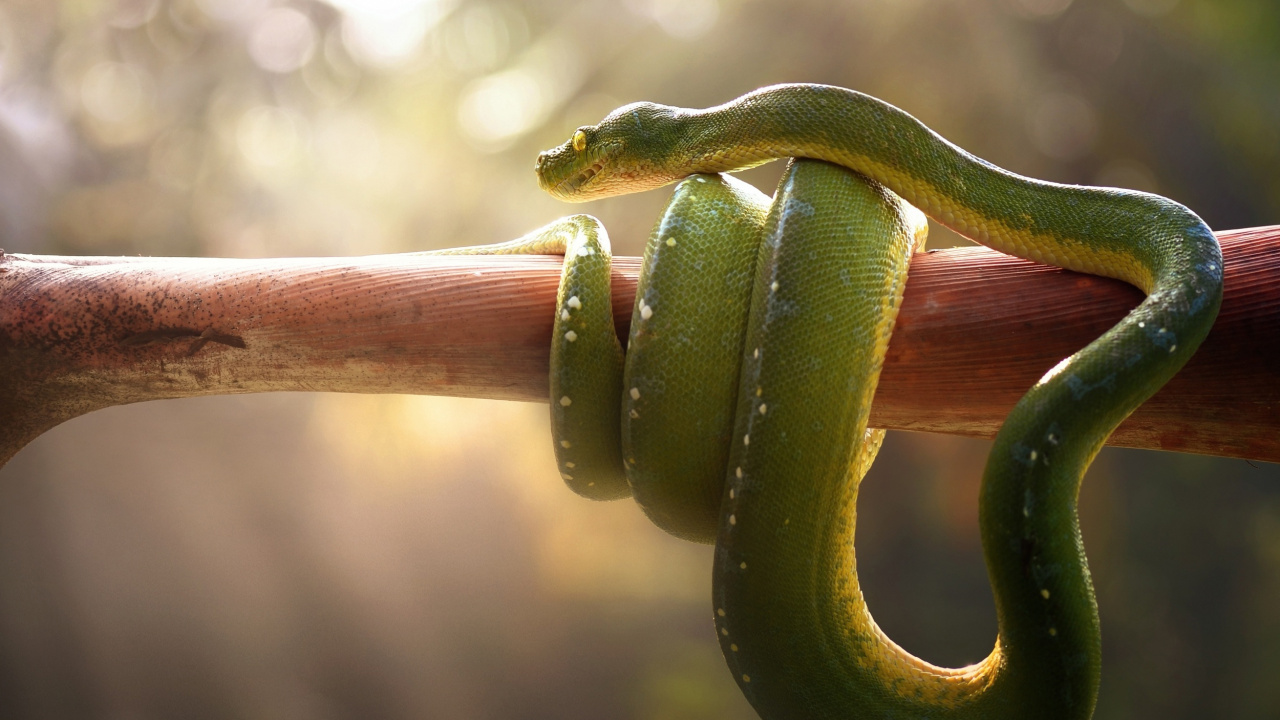 Serpiente Verde en la Rama de un Árbol Marrón. Wallpaper in 1280x720 Resolution