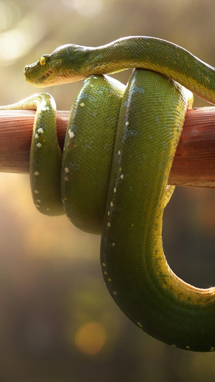Green Snake on Brown Tree Branch. Wallpaper in 750x1334 Resolution