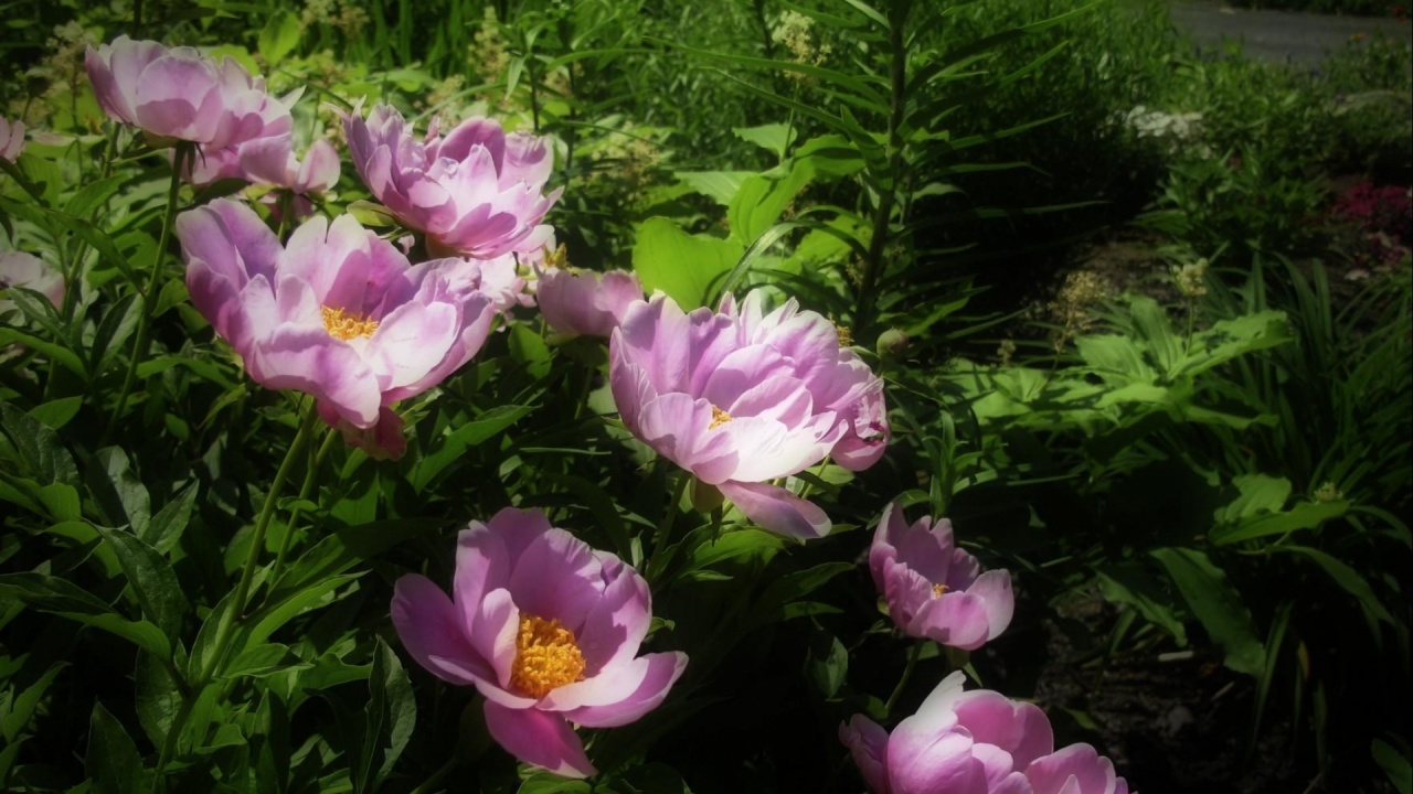 Lila Blüten Mit Grünen Blättern. Wallpaper in 1280x720 Resolution