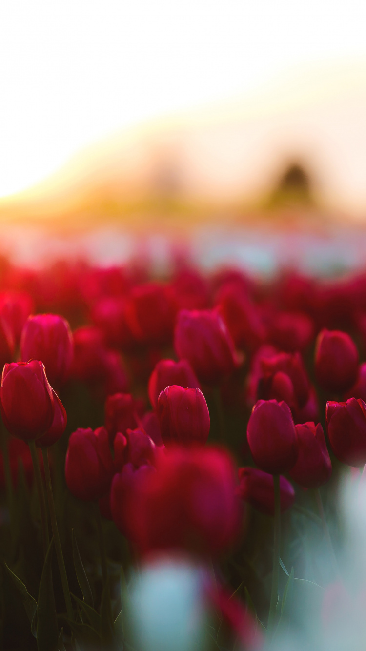 Rotes Tulpenfeld Bei Sonnenuntergang. Wallpaper in 750x1334 Resolution
