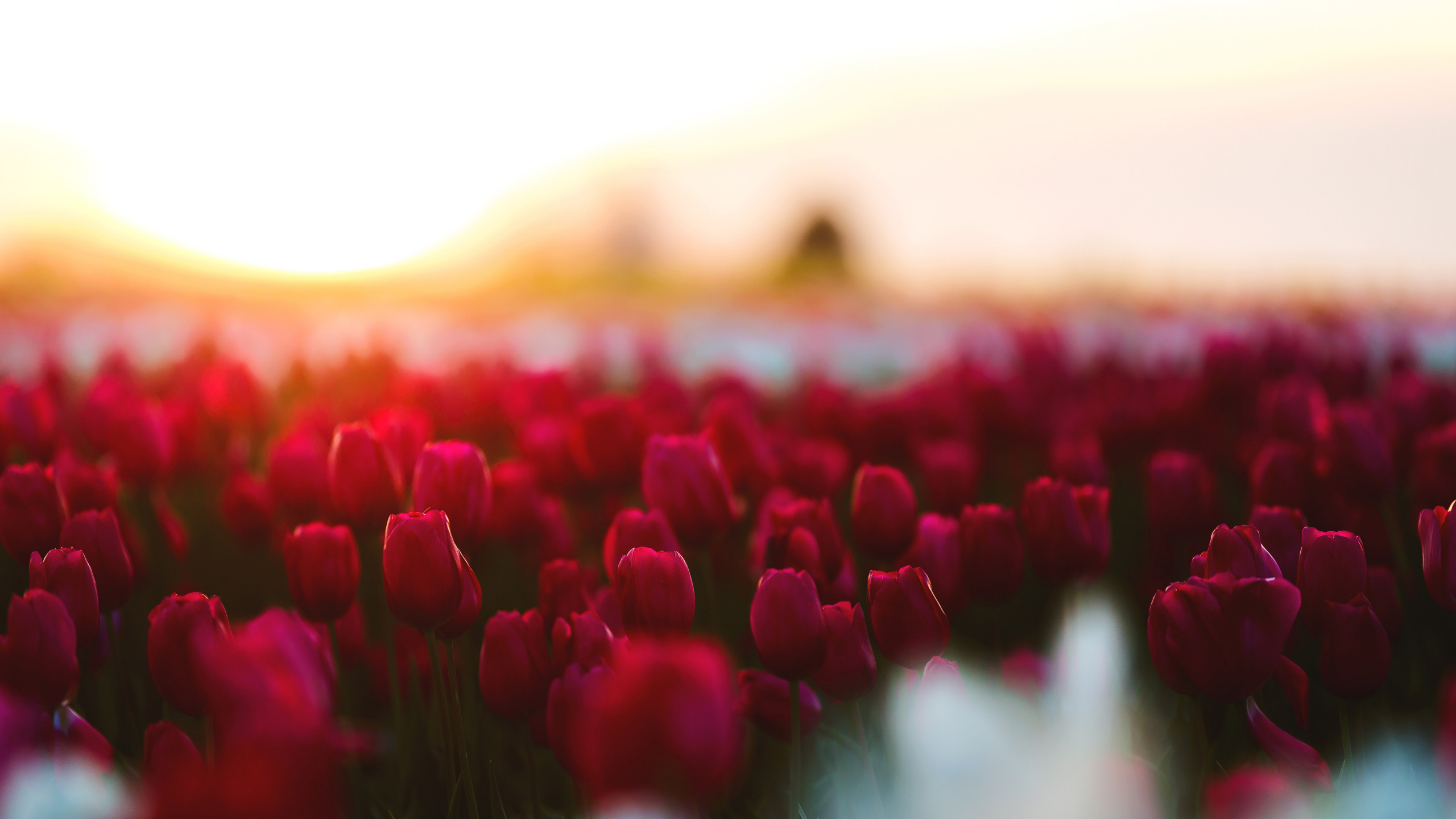 Champ de Tulipes Rouges au Coucher du Soleil. Wallpaper in 2560x1440 Resolution
