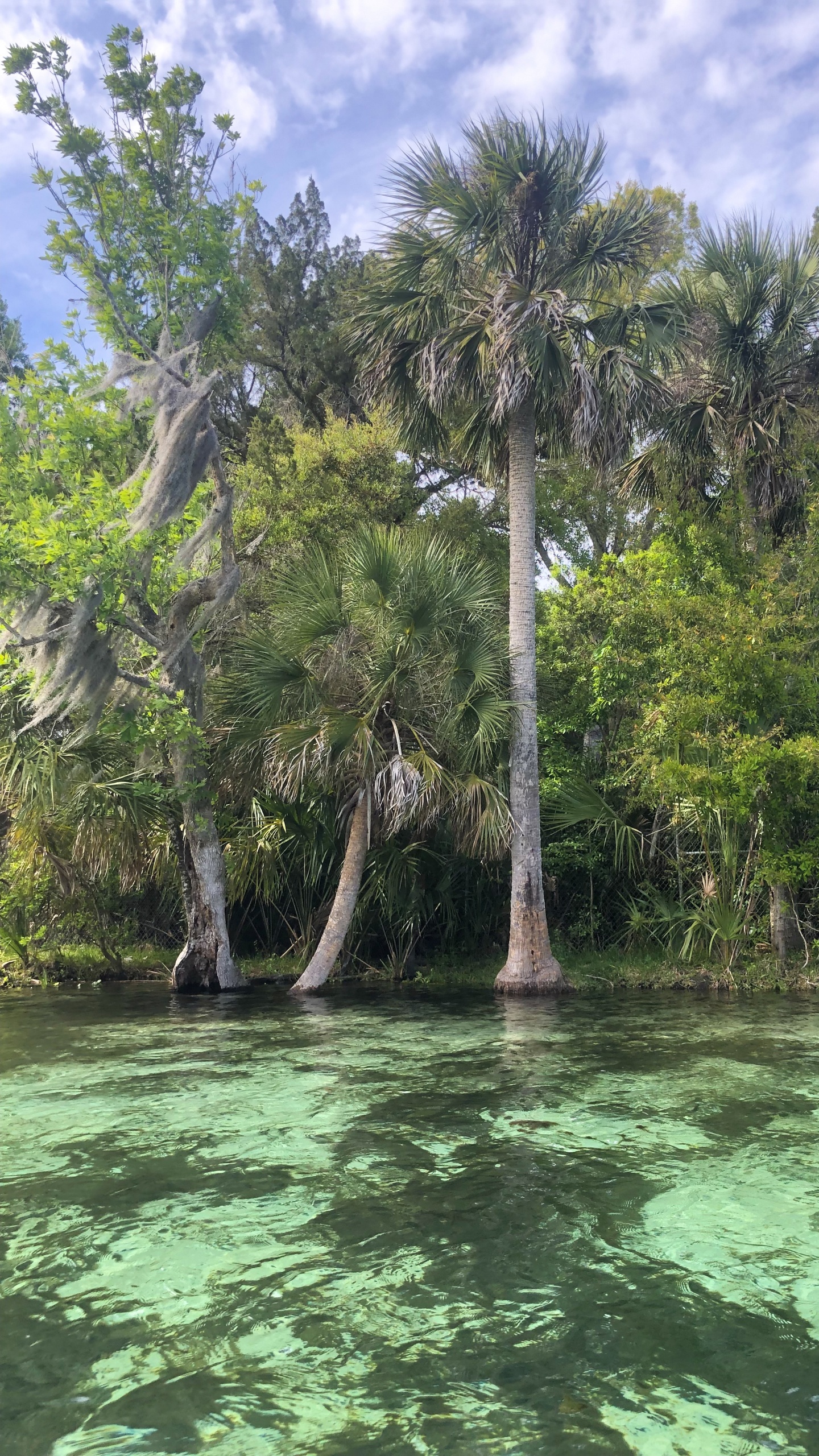 Vegetation, Body of Water, Nature, Natural Landscape, Water Resources. Wallpaper in 1440x2560 Resolution