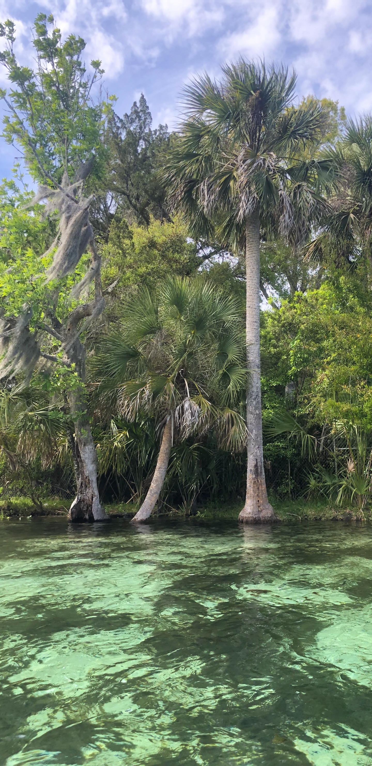 Végétation, Corps de L'eau, Nature, Paysage Naturel, Les Ressources en Eau. Wallpaper in 1440x2960 Resolution