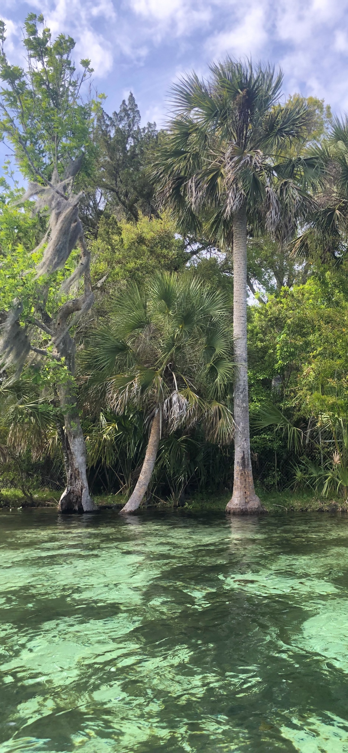 Vegetation, Gewässer, Natur, Naturlandschaft, Wasserressourcen. Wallpaper in 1125x2436 Resolution