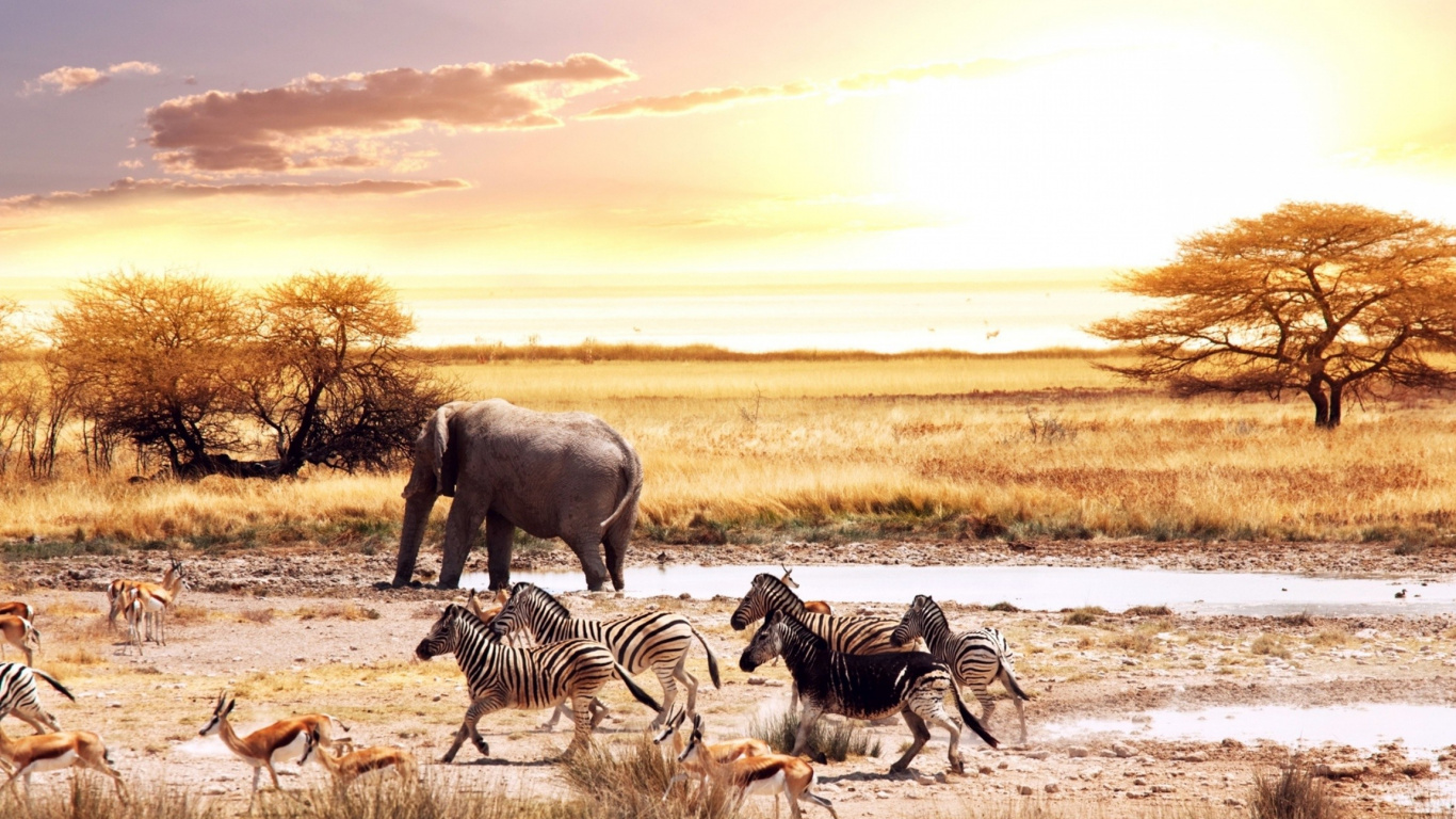 Elephant, Wildlife, Savanna, Herd, Grazing. Wallpaper in 1366x768 Resolution