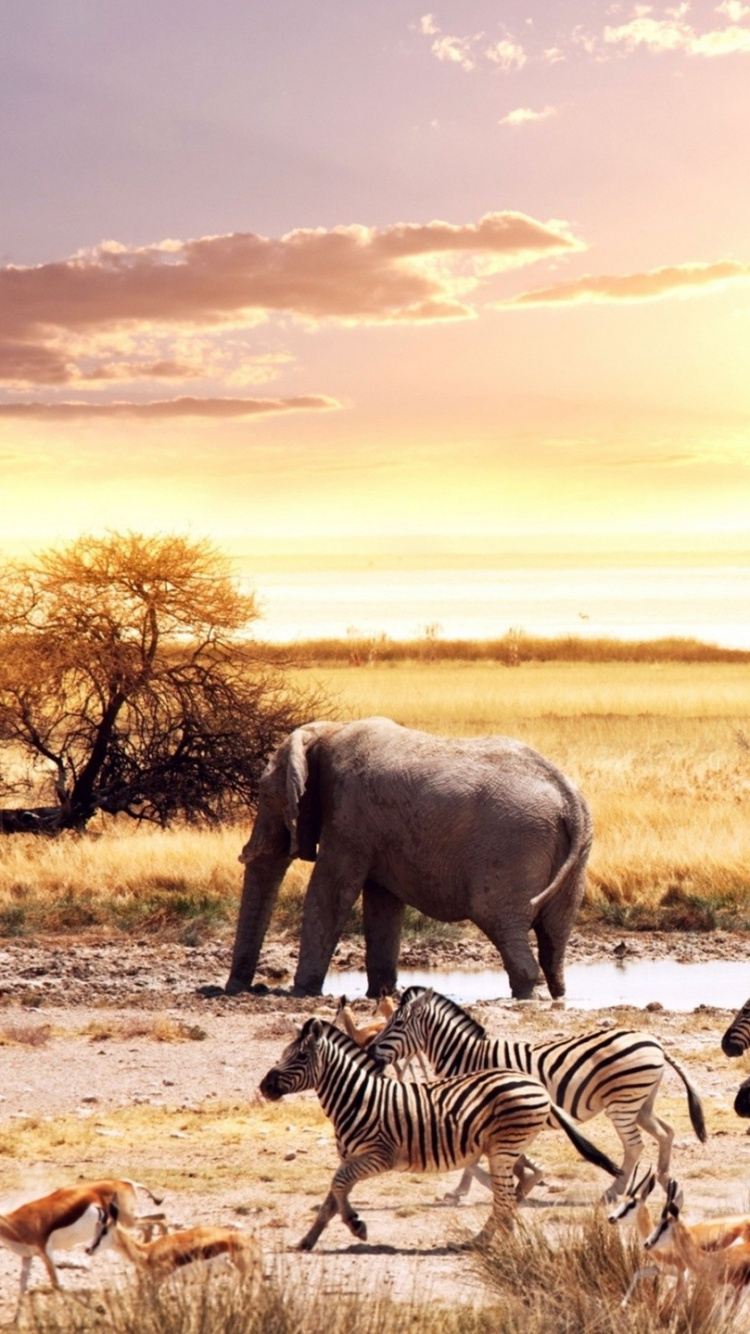 Elephant, Wildlife, Savanna, Herd, Grazing. Wallpaper in 750x1334 Resolution