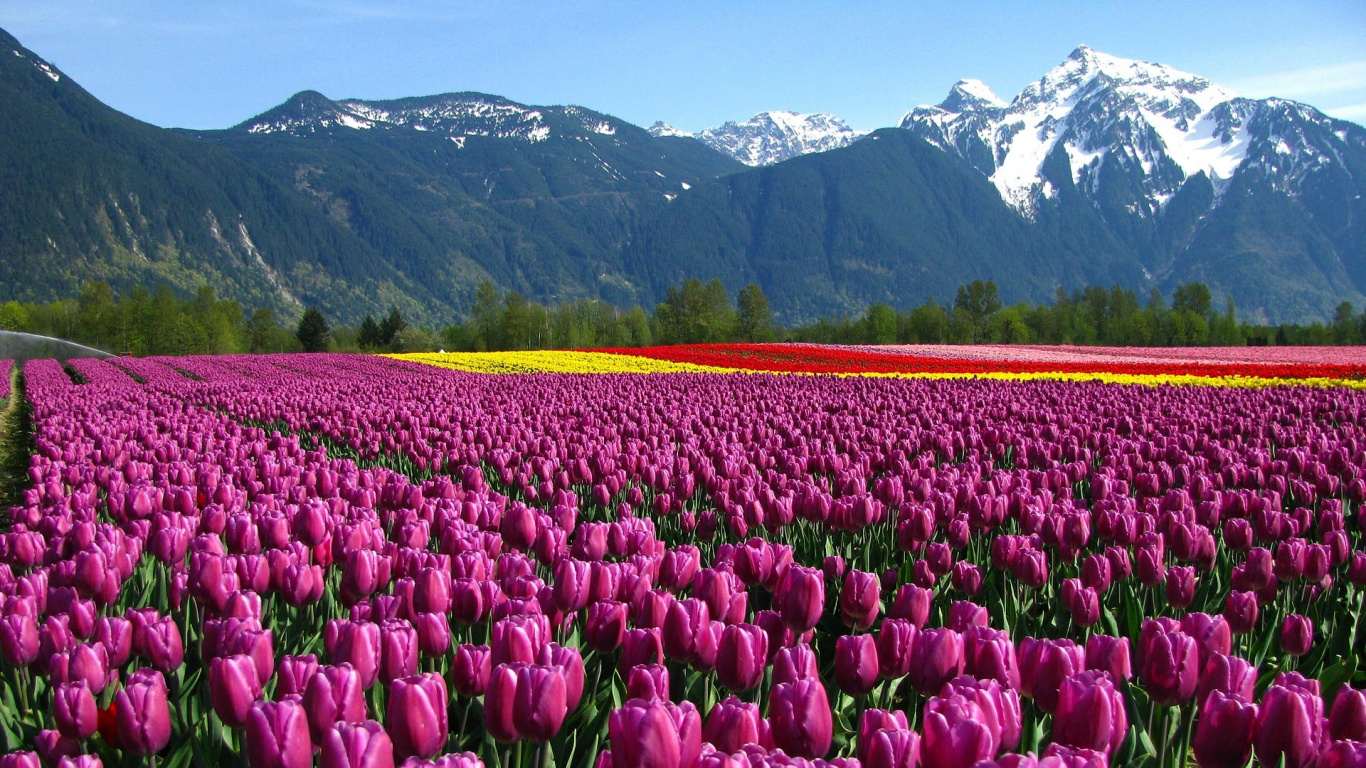 Campo de Tulipanes Rosados Cerca de Montañas Verdes Durante el Día. Wallpaper in 1366x768 Resolution
